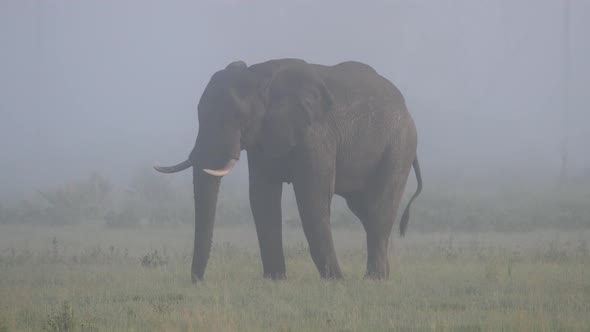 Elephant grazing on a misty savannah