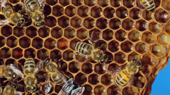 Bees Convert Nectar Into Honey and Cover it in Honeycombs