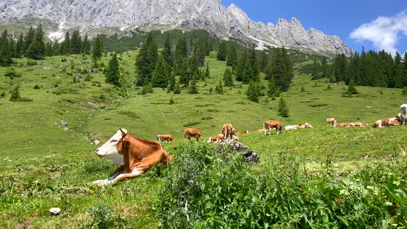 Beautiful alp mountain panorama with many grazing cows on free grass field during summer - Cinematic