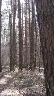 Vertical Video of the Pine Forest in the Afternoon