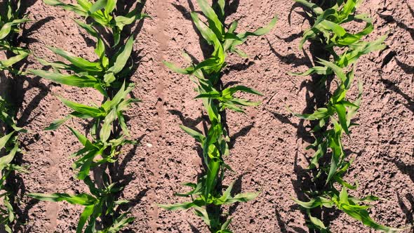 Aero, Top View, Young Green Corn, Maize Sprouts, Shoots, Planted in Rows in Field on Background