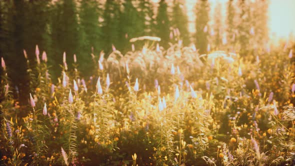 Wild Field Flowers at Summer Sunset