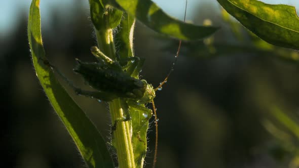 The Green Mantis