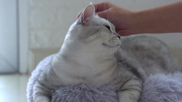 Asian Woman Hand Petting Her Scottish Cat