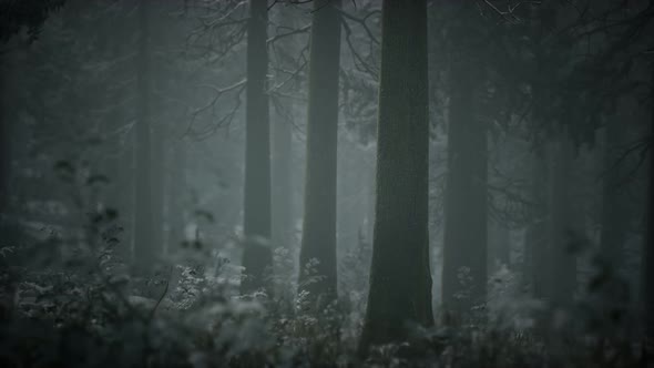 Winter Snow-covered Forest on a Cloudy Day