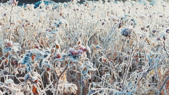 Briar Berries in Snowy Winter Day