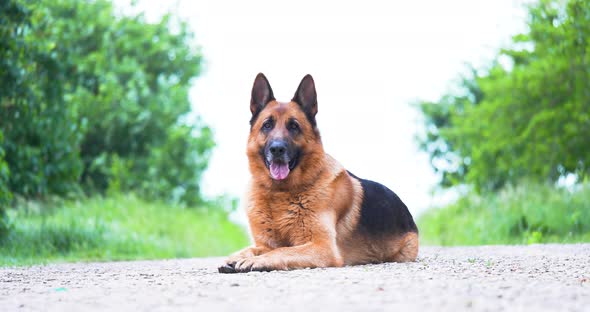 Purebred German Shepherd Resting on the Road and Stares Into the Camera in Spring