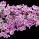 Lilac flowers blooming. Time lapse with alpha channel - VideoHive Item for Sale