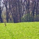 Picturesque Rural Landscape with Green Field and Hare - VideoHive Item for Sale
