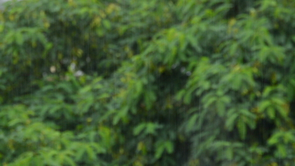 Rain Falling Hard in Park alt