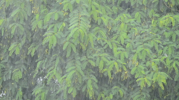 Rain Falling with Tree Leaves at Background alt