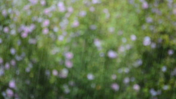 Rain Falling Hard with Green Leaves at Background alt