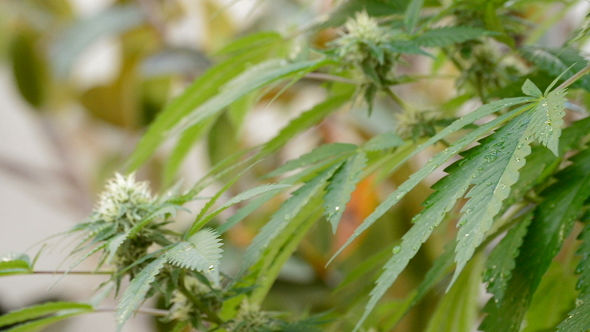 Marijuana Bud and Leaves