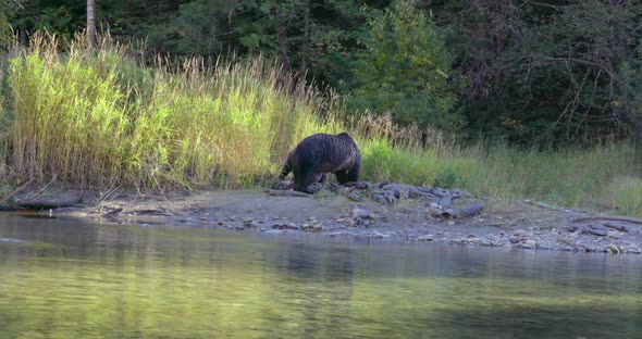 A Grizzly sow and her cub stand on the rivers's edge and sort through a pile of dead fish.
