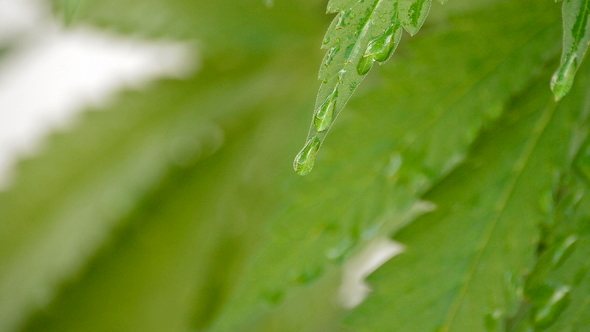 Tropical Marijuana Leaves with Water Drops