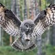 Owl Hooting