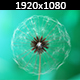 Dandelion  - VideoHive Item for Sale