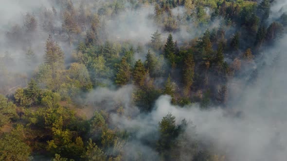 Fire in the forest aerial view. Cinematic aerial shot fire in the forest.