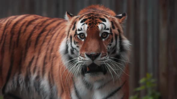 Tiger on a Walk