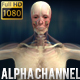 3D Human Body Anatomy Kit  4 Animations - Man - VideoHive Item for Sale