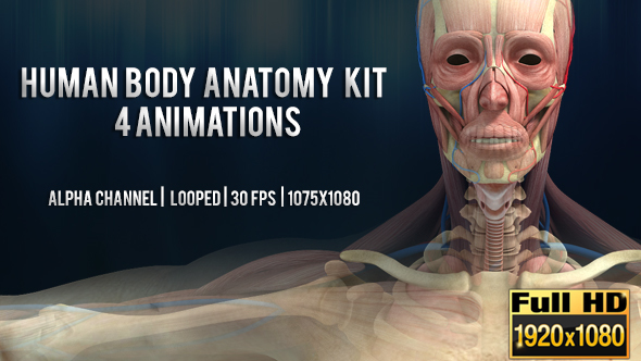 3D Human Body Anatomy Kit  4 Animations - Man