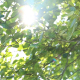 Sun Rays Come Through Hazel Tree - VideoHive Item for Sale