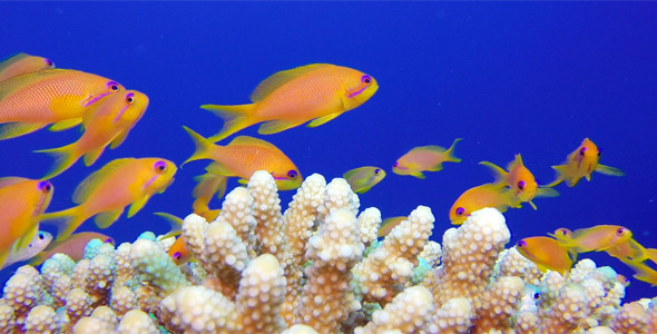 Blue Water Background with Colorful Scalefin Anthias