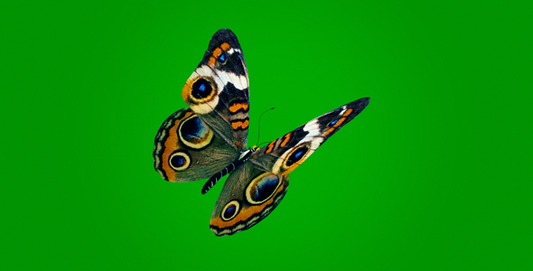 Butterfly on Green Background 3