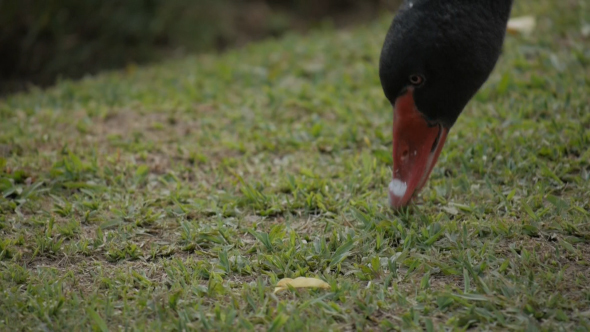 Black Swan