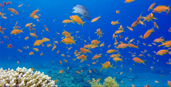 Underwater Colorful Tropical Fishes and Beautiful Corals