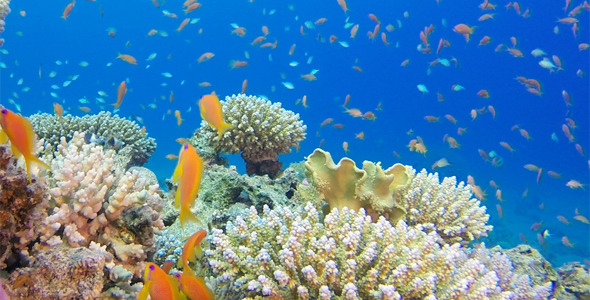 Underwater Colorful Tropical Fishes and Beautiful Corals