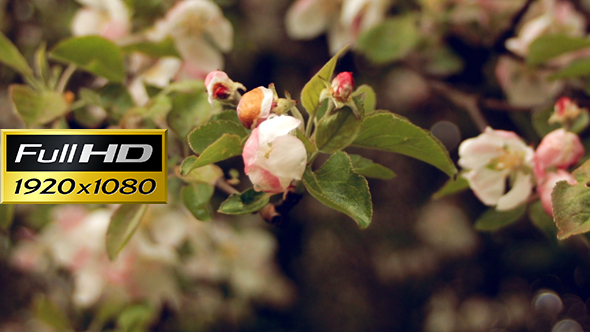 Spring Blooming Apple Tree.