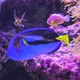 Close Up of Blue Tang - VideoHive Item for Sale