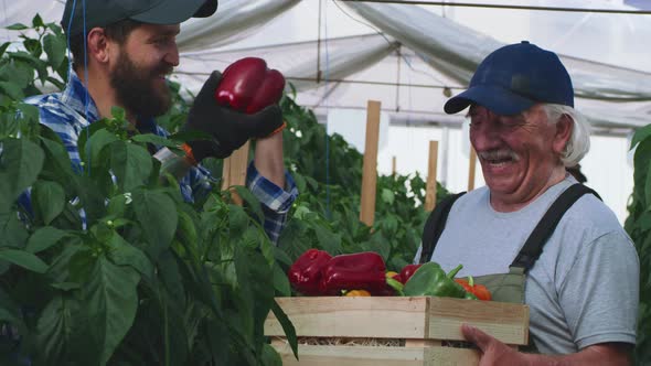 Cheerful Farmers Discussing Pepper Harvest in Greenhouse