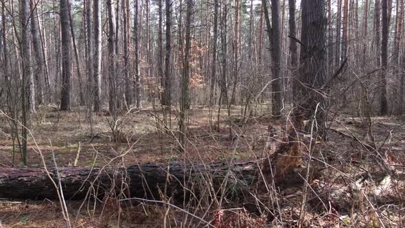 Trees in a Pine Forest During the Day Aerial View