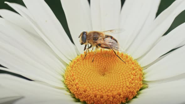 a Bee Collects Nectar on a Camomile