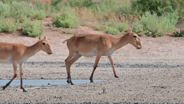 Wild Saiga Antelope or Saiga Tatarica Drinks in Steppe