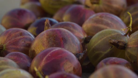 Ripe Red Gooseberries