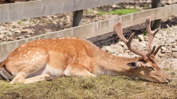 An Elegant Spotted Deer with Beautiful Antlers on Vacation