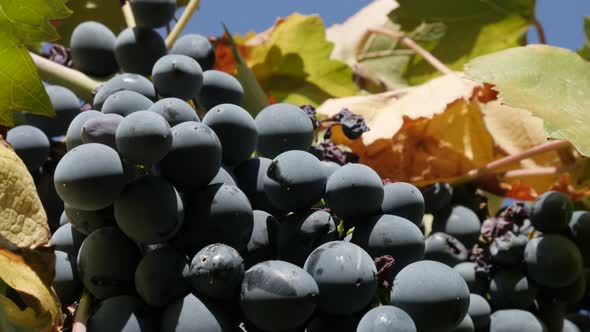 Purple Vitis vinifera fruit  on vines close-up 4K 2160p 30fps UltraHD footage - Common grape cluster