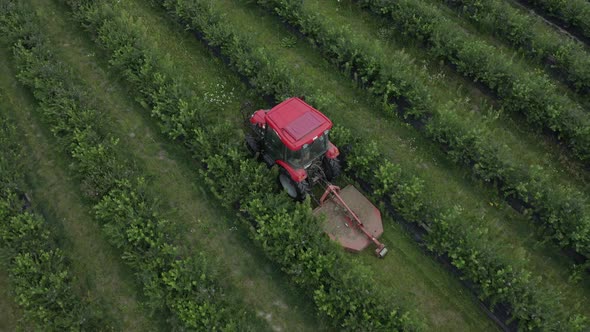 Top Tracking Shot of Tractor Rides Along Green Raws of Blueberry Field on Blueberry Plantation