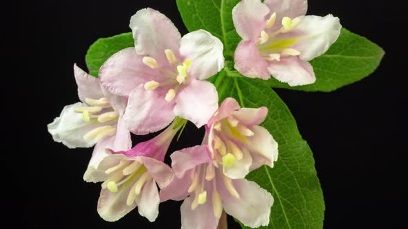 Weigela Florida Flower Blossoming