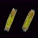 Trichoptera Larva Under a Microscope Family Hydroptilidae - VideoHive Item for Sale