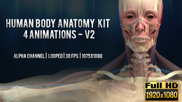 Human Body Anatomy kit  4 Animations V2 - Man alt