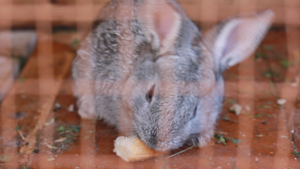 Small Gray Rabbit Eating Bread In Its Cage