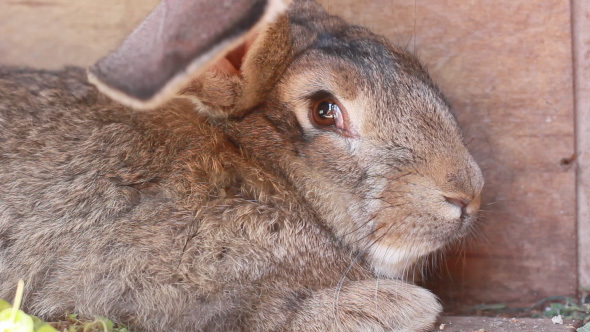 Big Gray Rabbit Lying And Looking In Camera