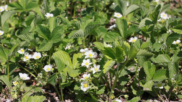 Growing Strawberry Plants With Blooming Flowers