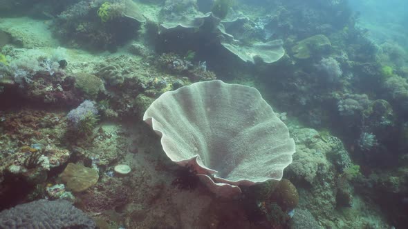 Coral Reef Tropical Fish