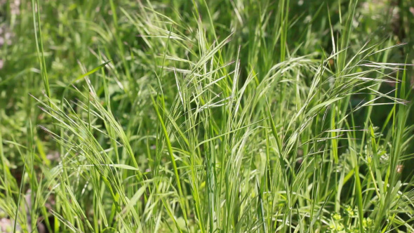 Fresh Green Grass Shaking On The Wind - Natural Background