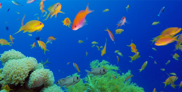Beautiful Underwater Colorful Corals and Fishes